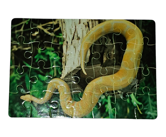 Albino Ball Python Puzzle